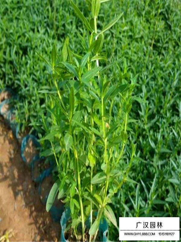 千屈菜繁殖方法(圖3)