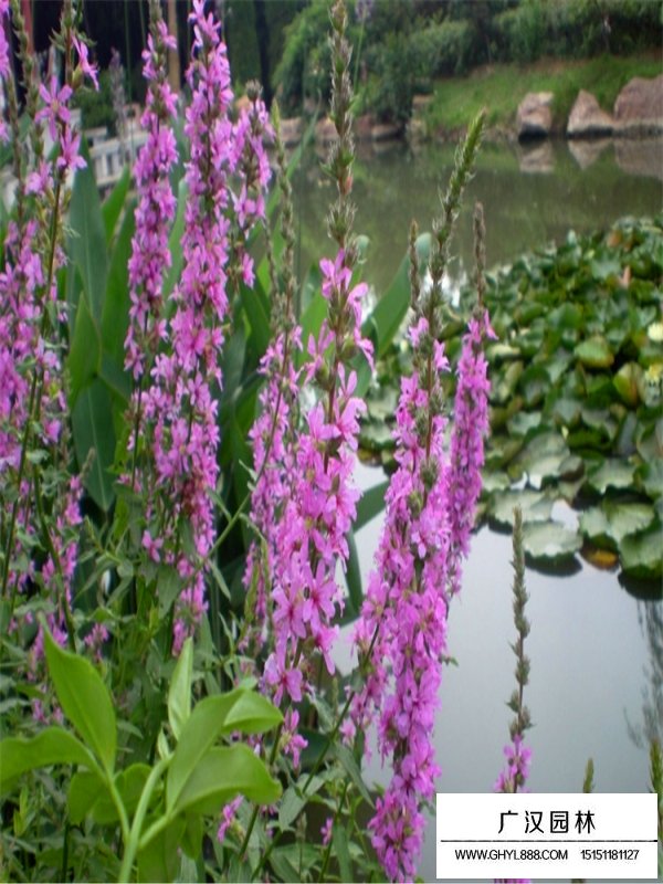 千屈菜繁殖方法(圖4)