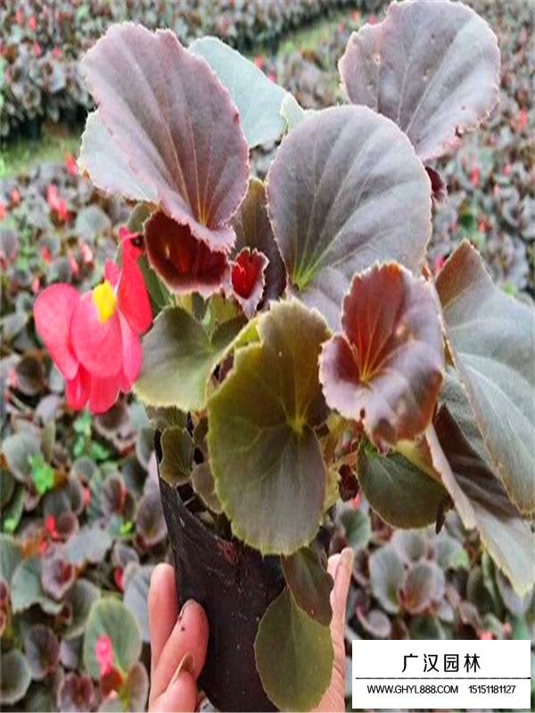 四季海棠繁殖方法(圖3)