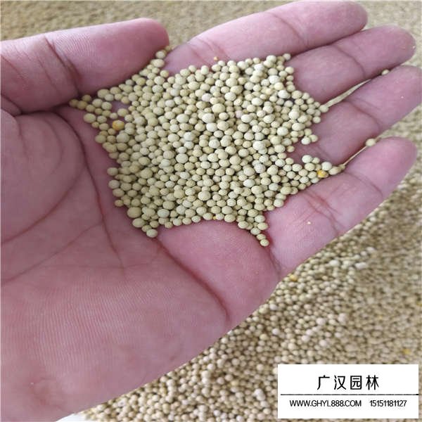 白三葉種子(圖2)