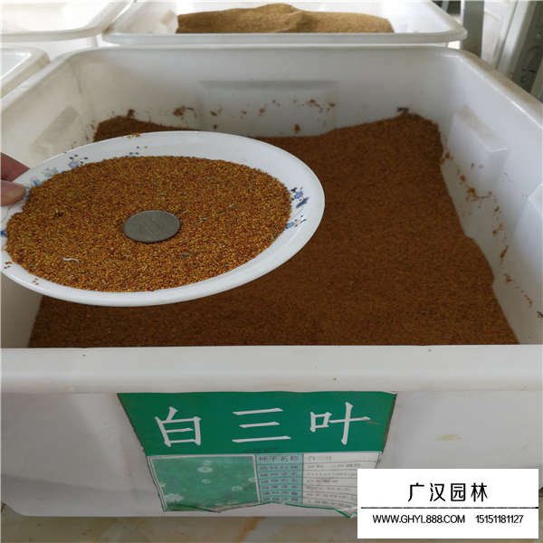 白三葉種子(圖3)