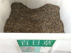 百日草種子