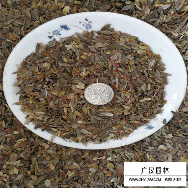 百日草種子(圖2)