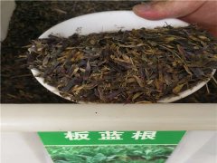 板藍(lán)根種子