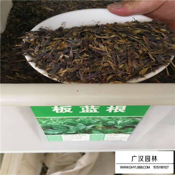 板藍(lán)根種子(圖1)