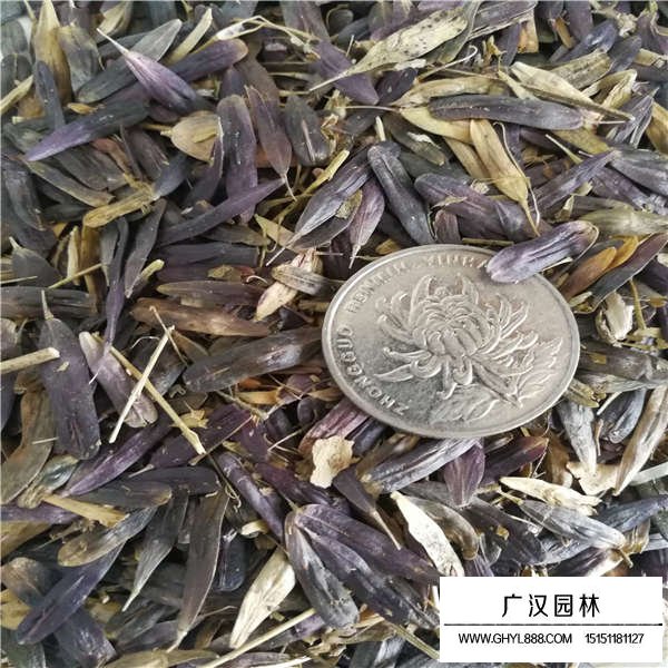 板藍(lán)根種子(圖2)