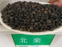 北欒種子