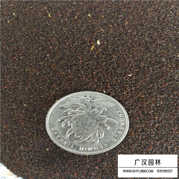 冰島虞美人種子(圖3)