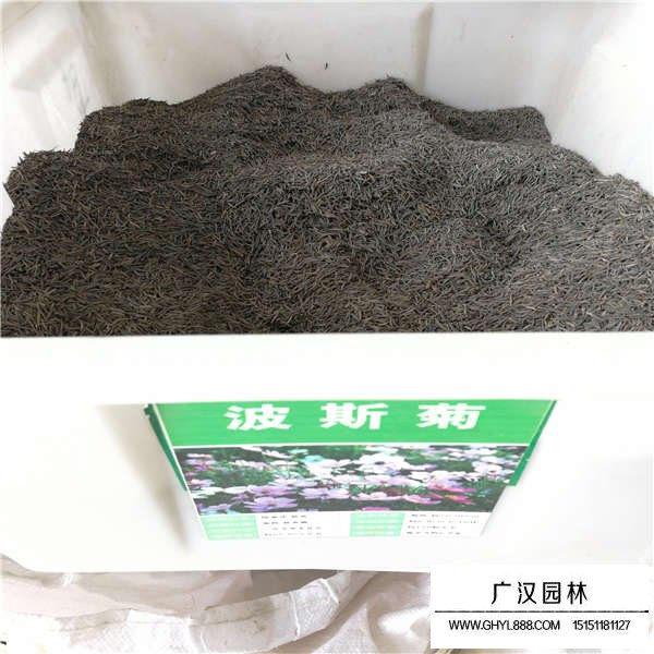 一斤波斯菊種子多少錢(qián)(圖1)