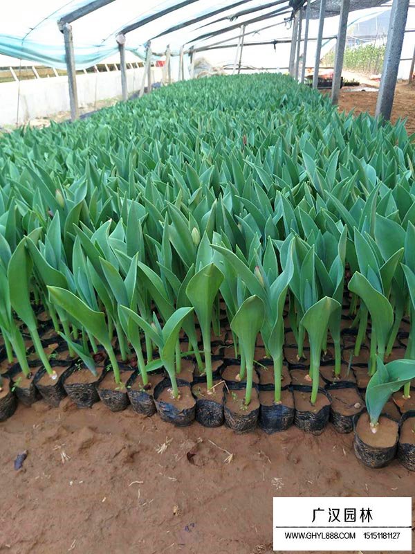 郁金香生長環(huán)境(圖4)