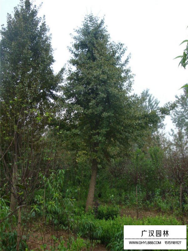 銀杏樹批發(fā)(圖3)