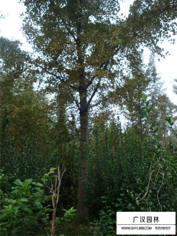 銀杏樹的實(shí)用價值(圖1)