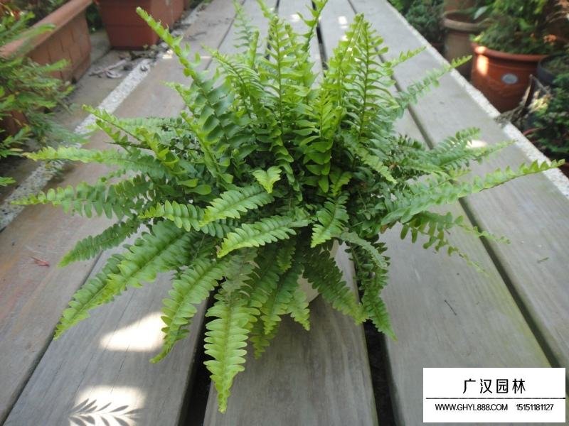 腎蕨是什么植物(圖1)