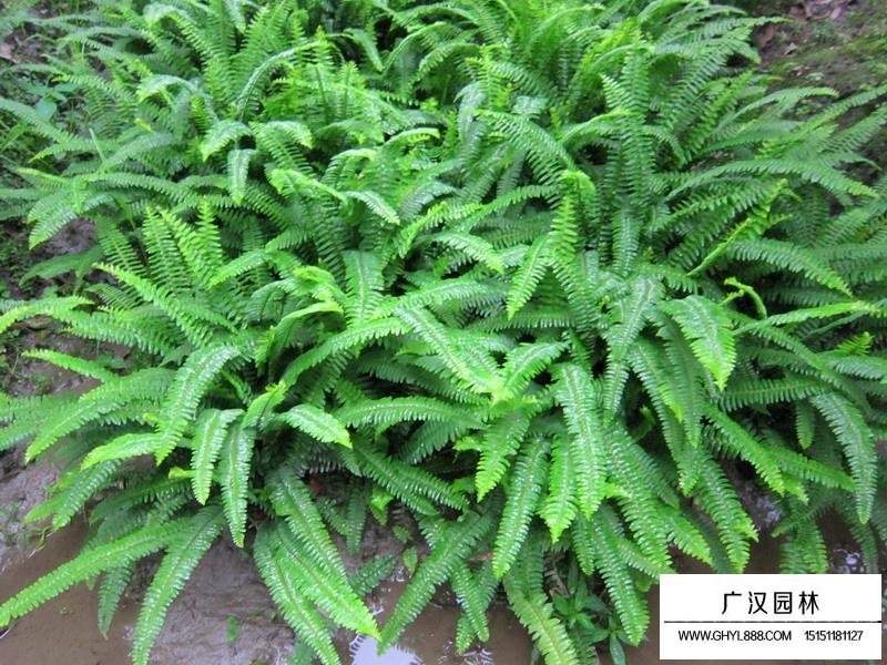 腎蕨是什么植物(圖2)