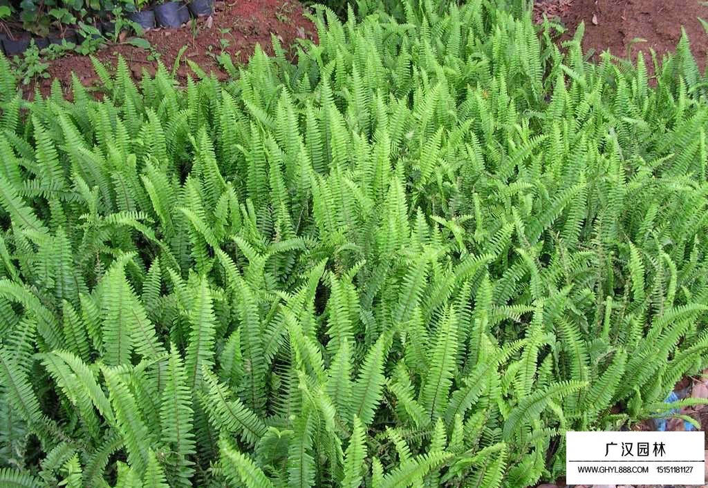 腎蕨是什么植物(圖4)