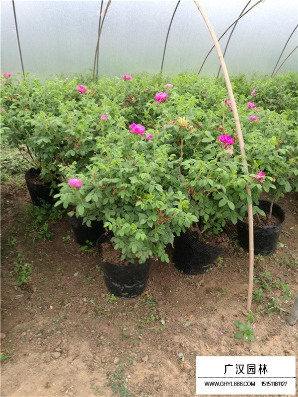 月季花的市場(chǎng)行情(圖3)