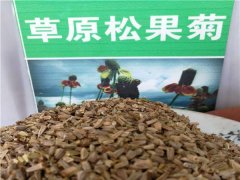 草原松果菊種子