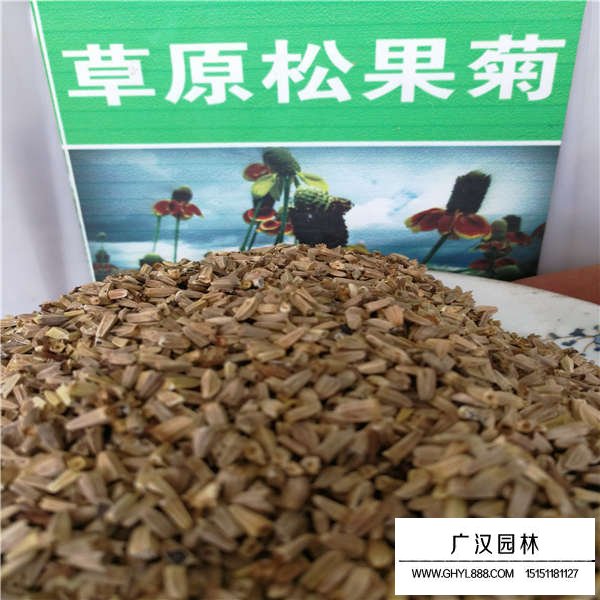 草原松果菊的價(jià)值(圖1)