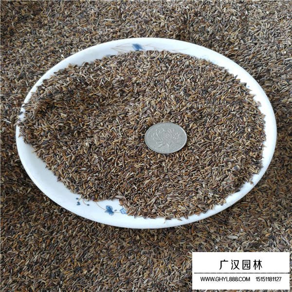 翠菊種植技術(shù)(圖2)