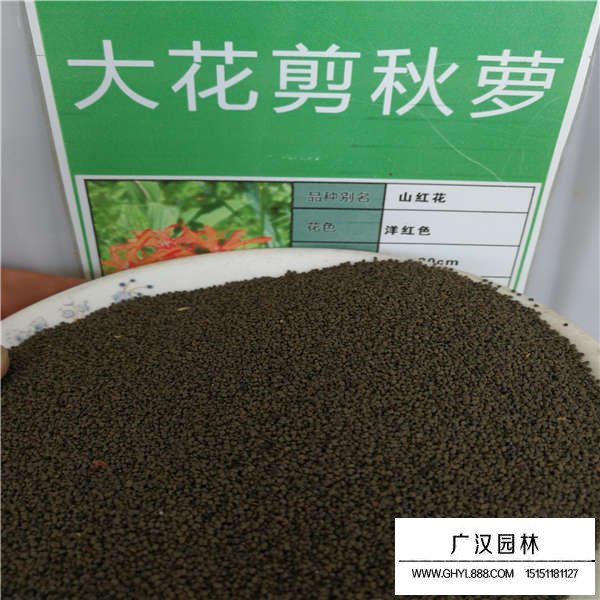 大花剪秋蘿種子賣的貴嗎(圖1)