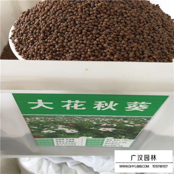 大花秋葵種子(圖1)