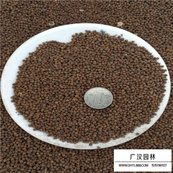 大花秋葵種子(圖2)