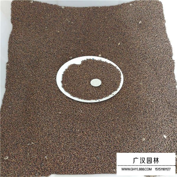 大花秋葵種子(圖3)