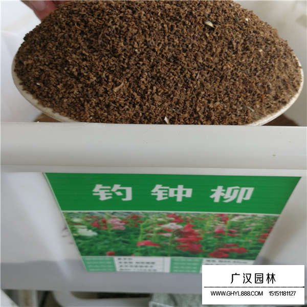 釣鐘柳種子的價格和生長環(huán)境(圖1)