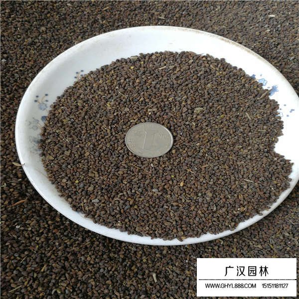 二月蘭種子(圖2)