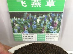 飛燕草種子