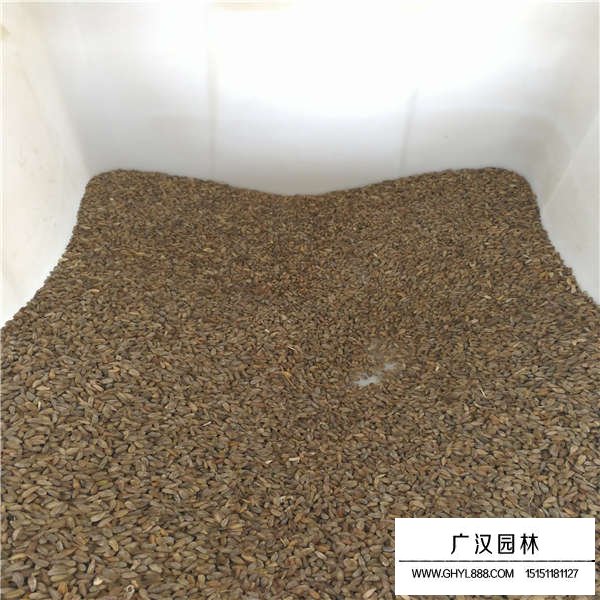 非洲菊種子(圖2)