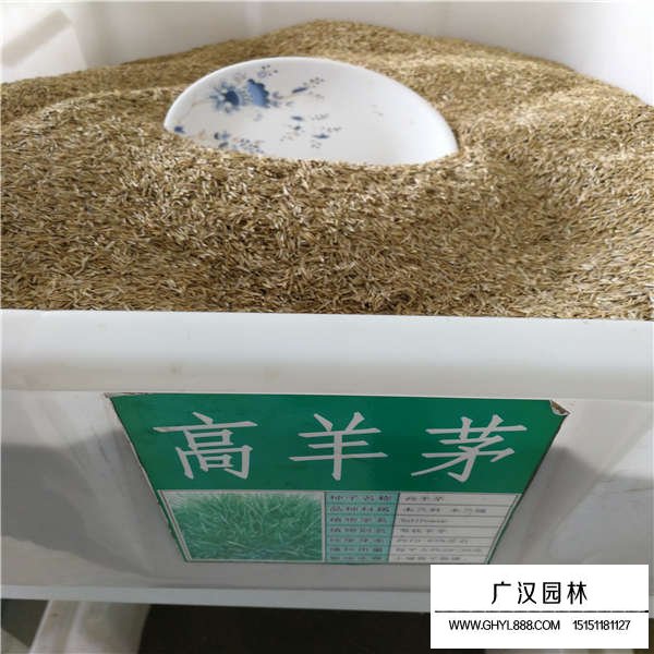 高羊茅種子(圖1)