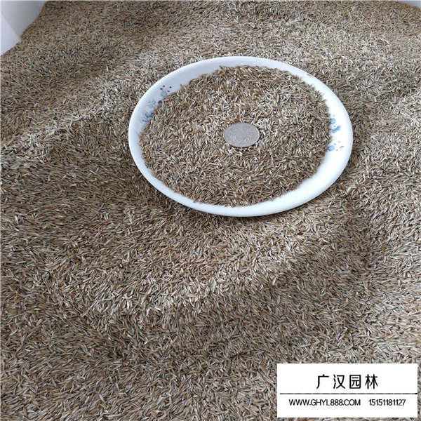 高羊茅種子(圖3)