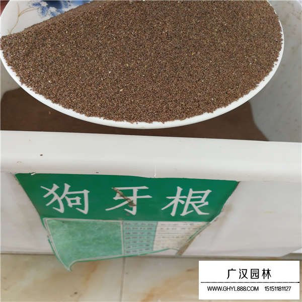 狗牙根種子(圖1)