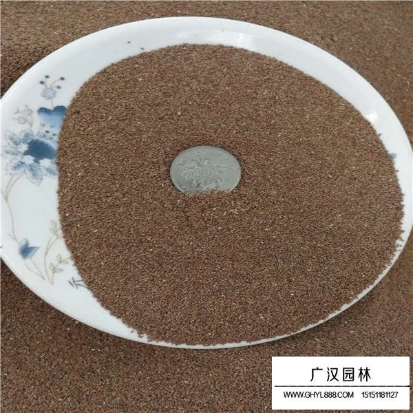 狗牙根種子(圖2)