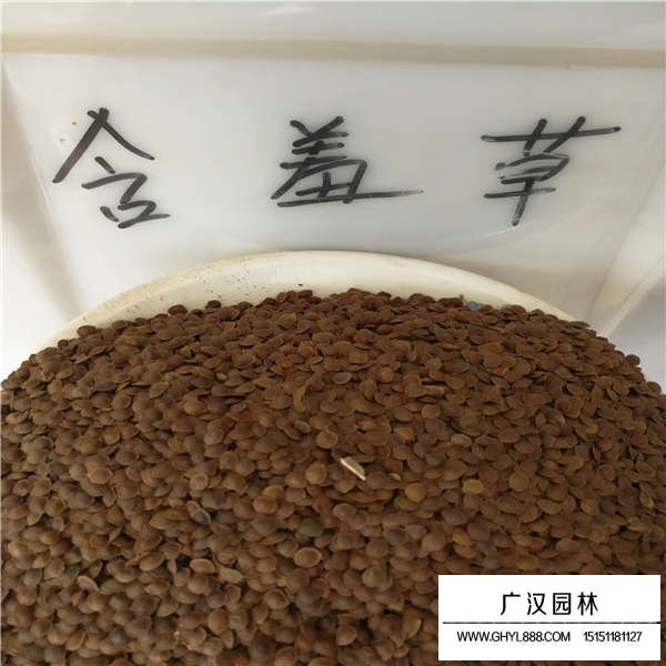 含羞草種子(圖1)