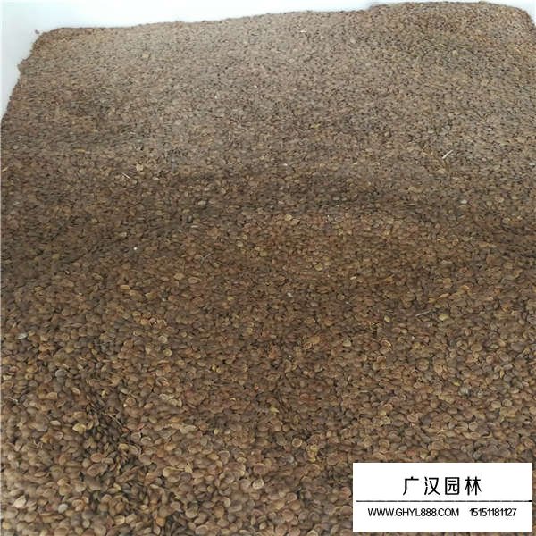 含羞草種子(圖2)