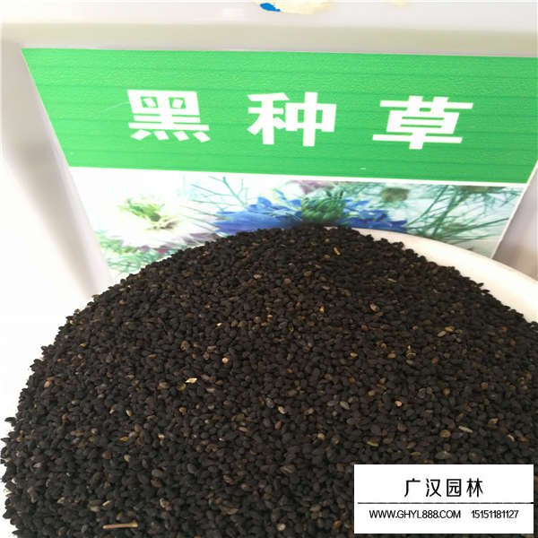 黑種草種子(圖1)