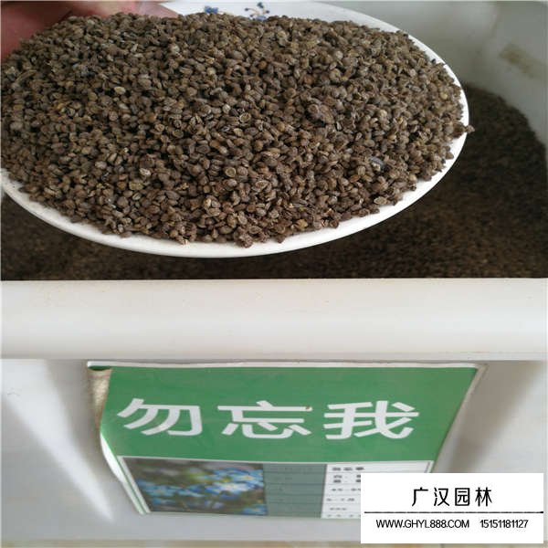 忽忘我種子(圖1)