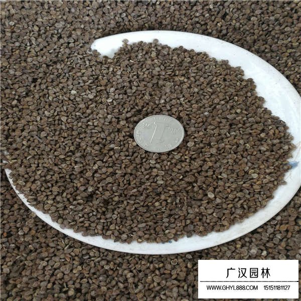 忽忘我種子(圖2)