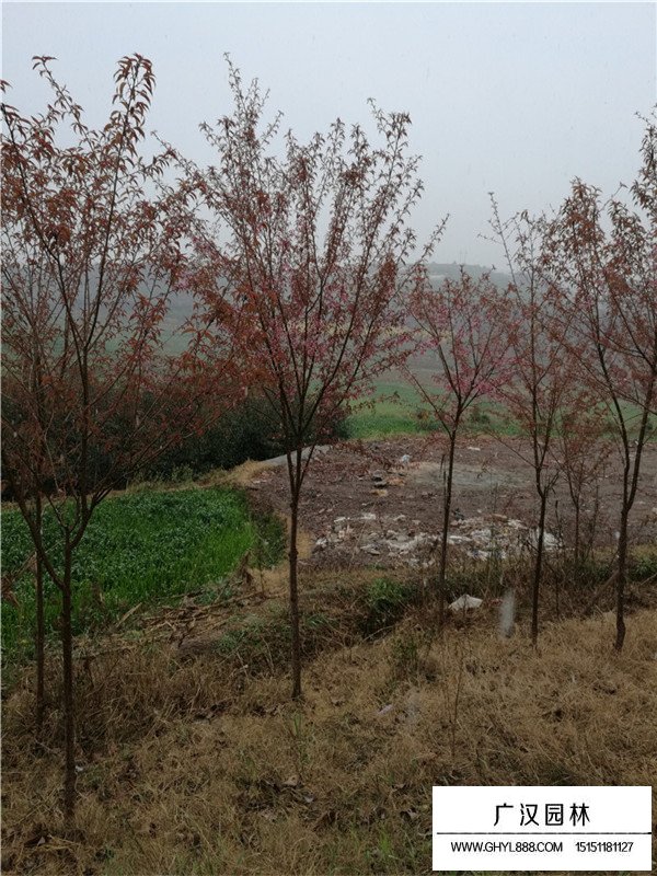 冬櫻花小苗(圖1)