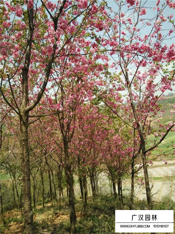 冬櫻花小苗(圖2)