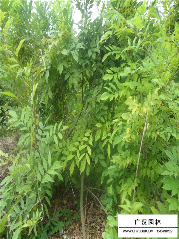 紫藤樹價(jià)格貴嗎？(圖4)