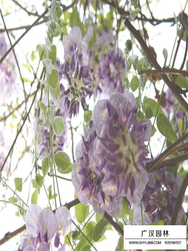 紫藤種子哪里有賣的？(圖2)