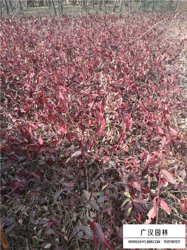 小葉扶芳藤價格(圖1)