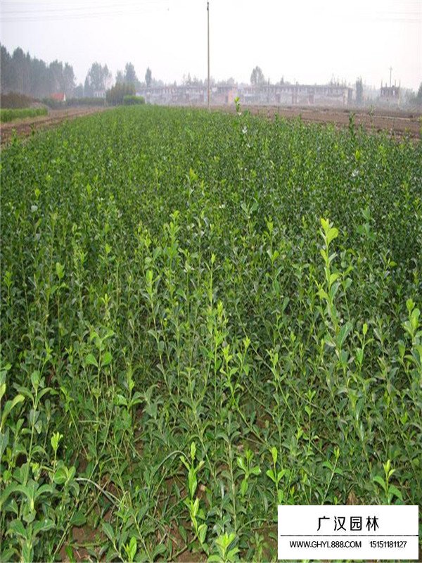 小葉扶芳藤價格(圖3)