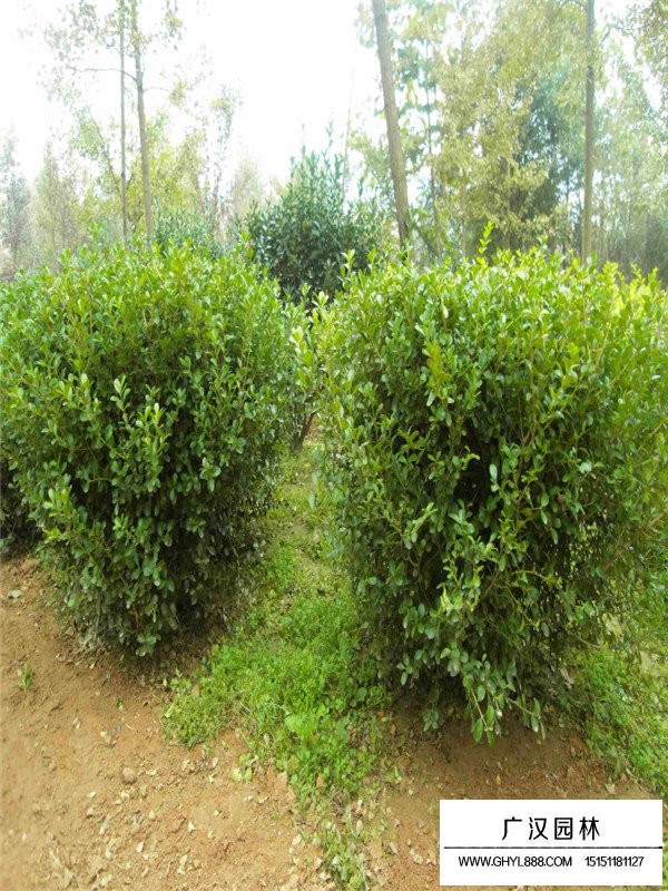 小葉黃楊球價(jià)格(圖1)