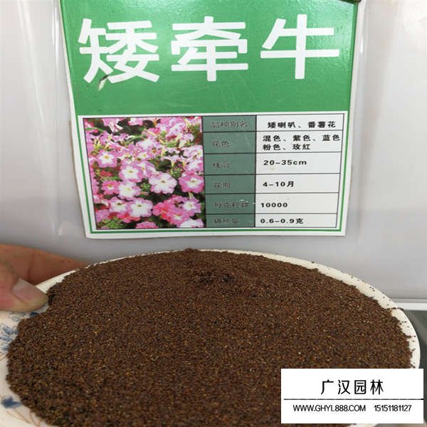 矮牽牛種子多少錢一斤(圖1)