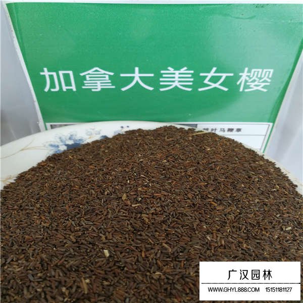 加拿大美女櫻種子多少錢(圖1)