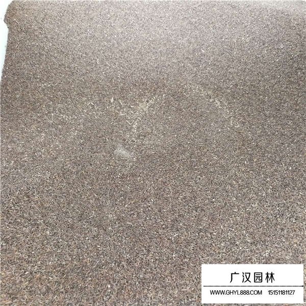 加拿大美女櫻種子多少錢(圖2)